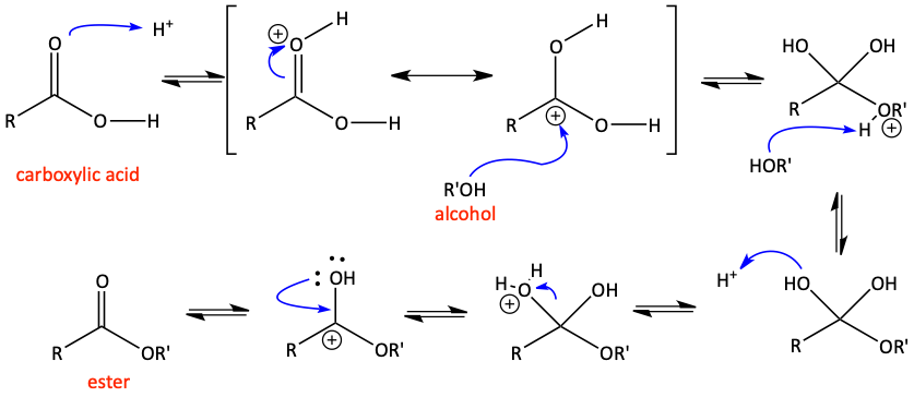 Fischer esterification mechanism