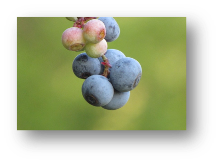 Blueberries with absorbance wavelength on it