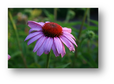Vibrantly colored flower