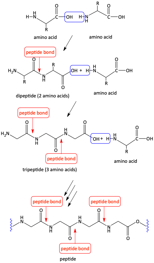 Peptide formation