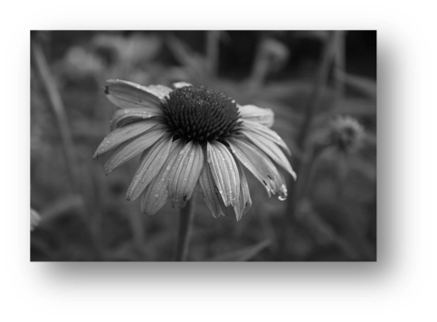 colorless flower