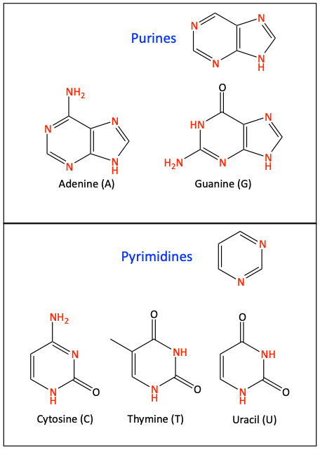 Purine and Pyrimidine DNA and RNA bases