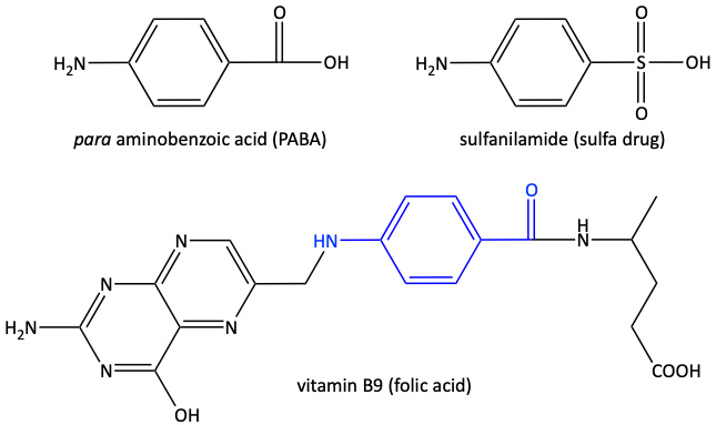 para aminobenzoic acid (PABA), sulfanilamide, vitamin B9 (folic acid)