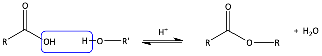 Fischer esterification overview