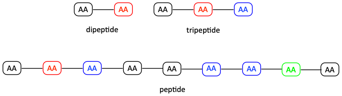 Generic peptide structure