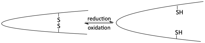Disulfide linkage in protein