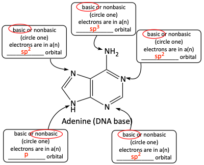 adenine problem answer