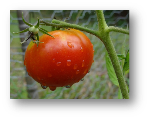 red tomato with absorbance wavelength on it