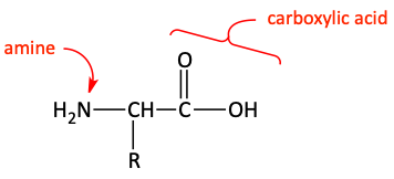 amino acid