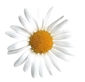 White and yellow daisey