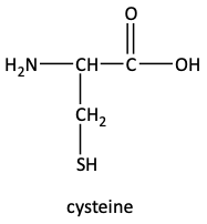 cysteine amino acid